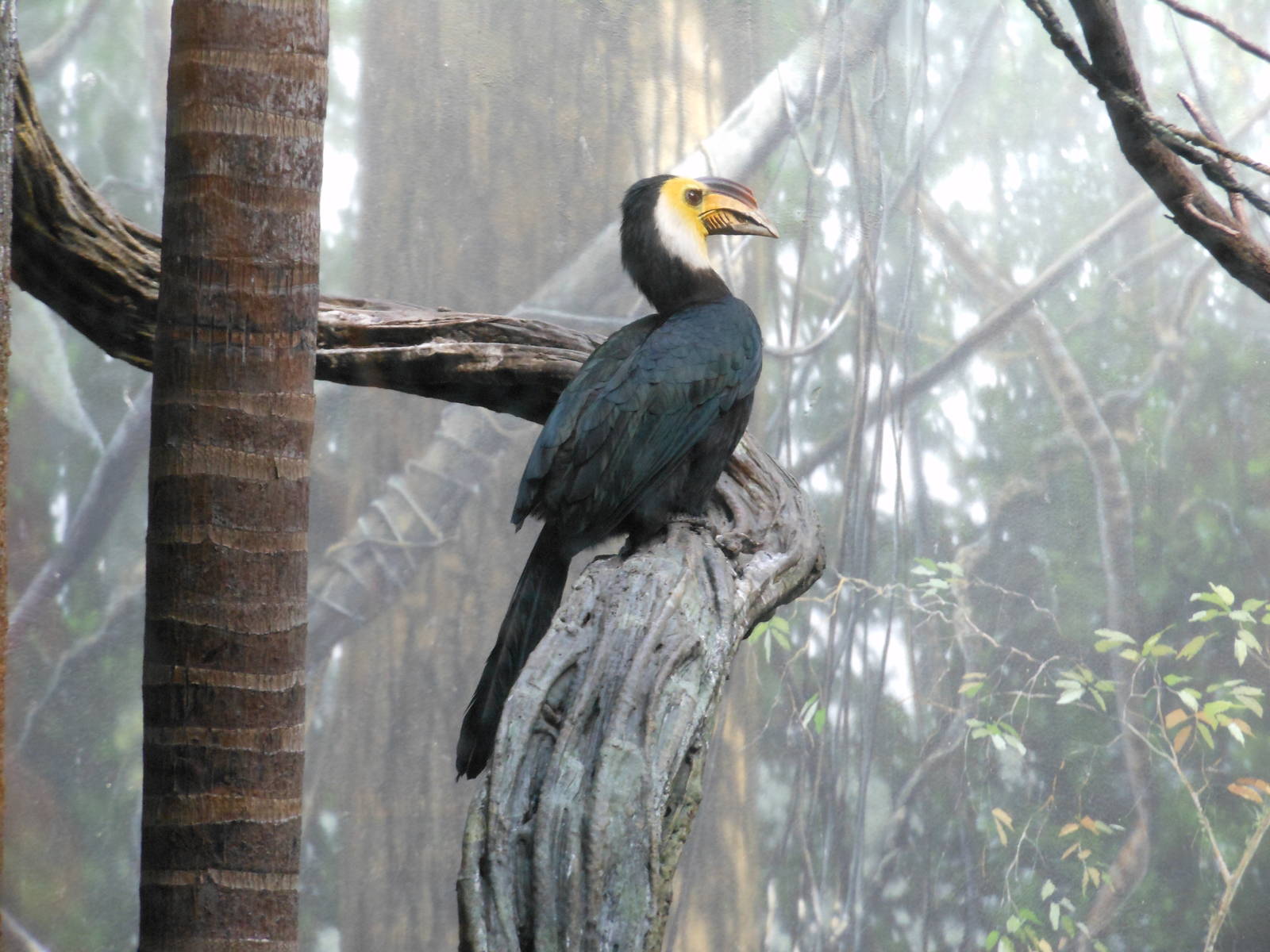 Bronx Zoo- World of Birds- Sulawesi Tarictic Hornbill