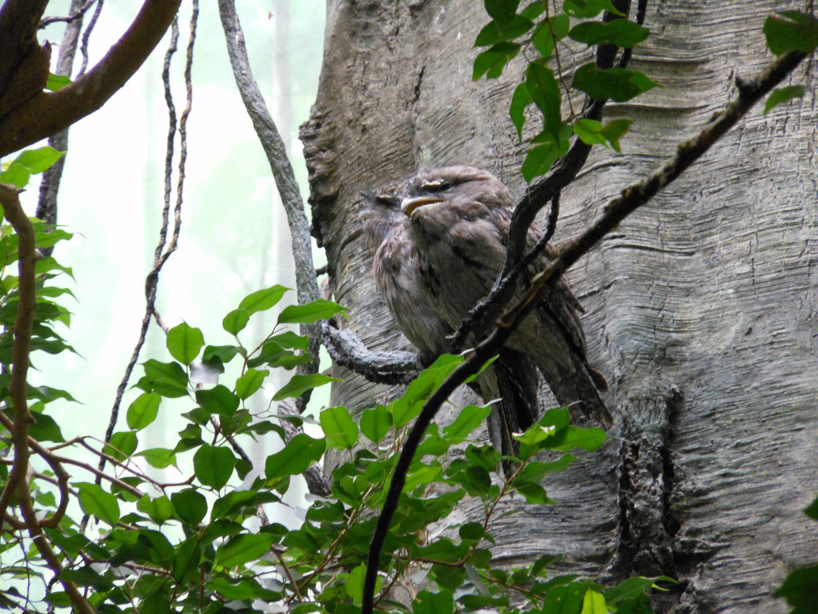 Bronx Zoo- World of Birds- Tawny Frogmouth Calling