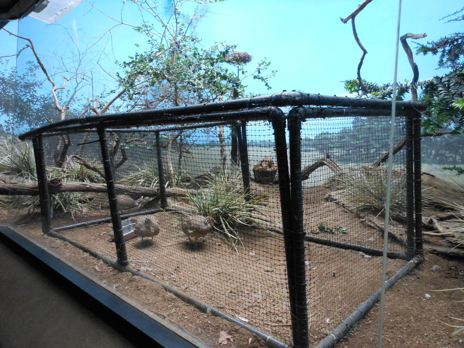 Bronx Zoo- World of Birds- Tinamou and Cuckoo Exhibit with Cage