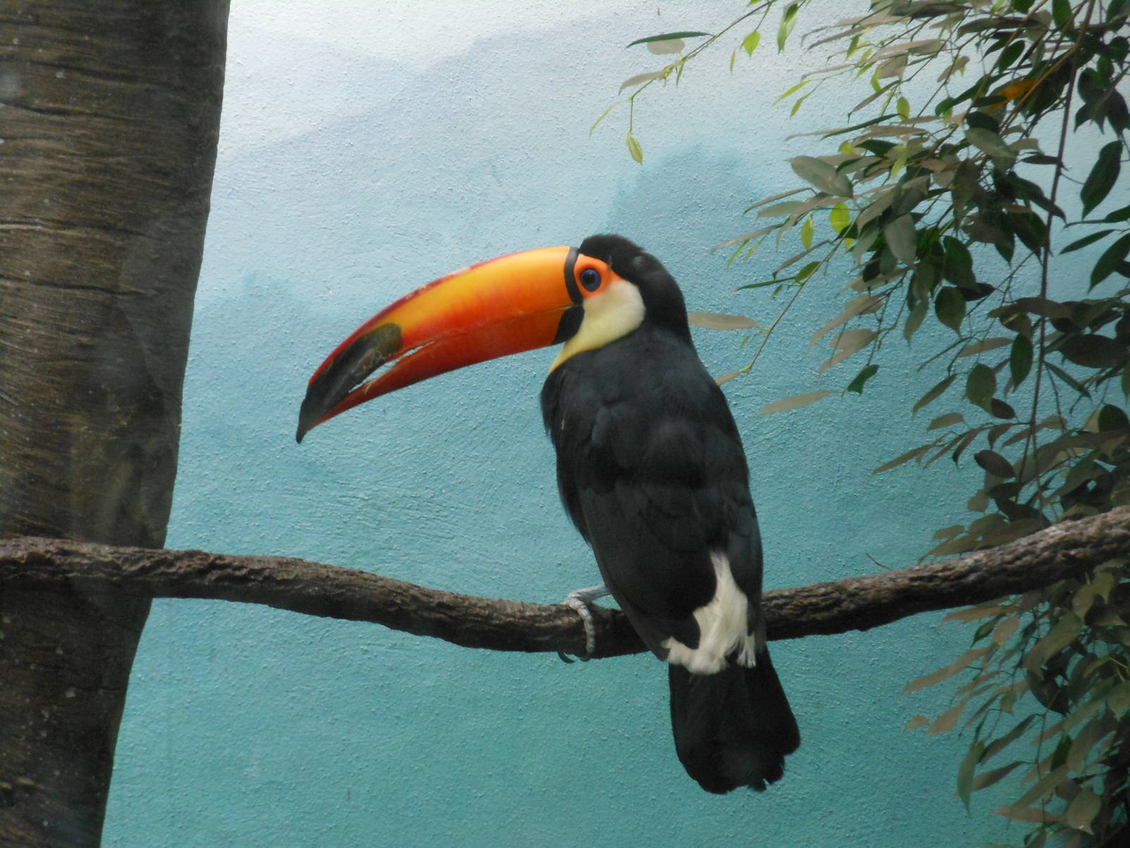 Bronx Zoo- World of Birds- Toco Toucan Profile