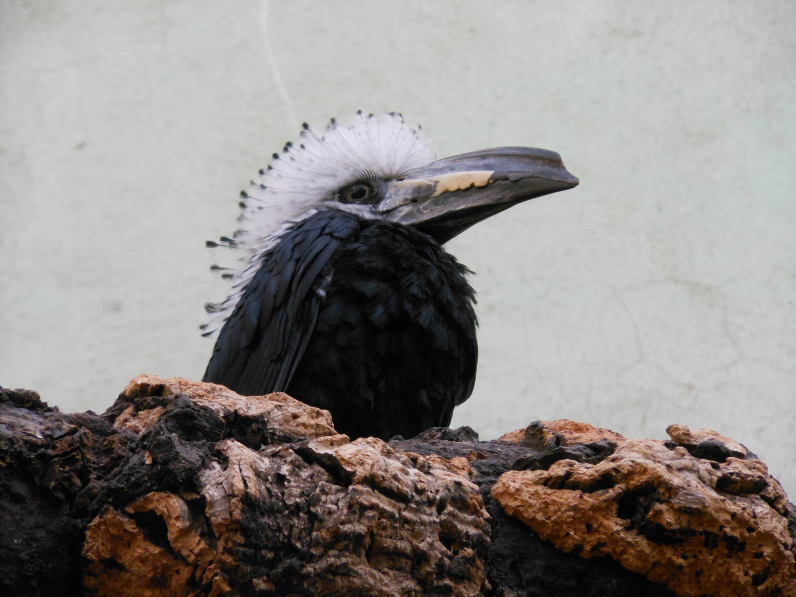 Bronx Zoo- World of Birds- White-crested Hornbill in Rainforest Room 1