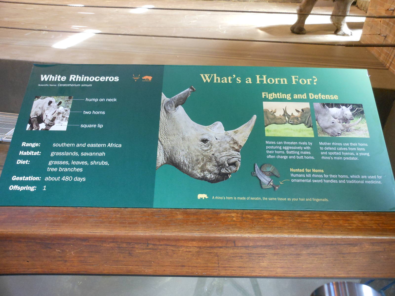Bronx Zoo- Zoo Center- White Rhinoceros Exhibit Signage