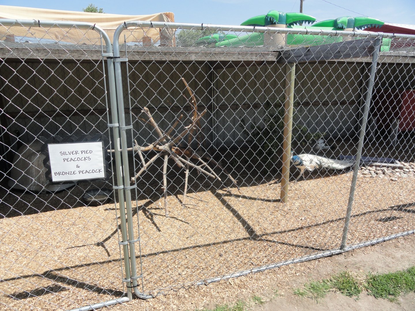 Bronze and Silver Pied Peacock Exhibit