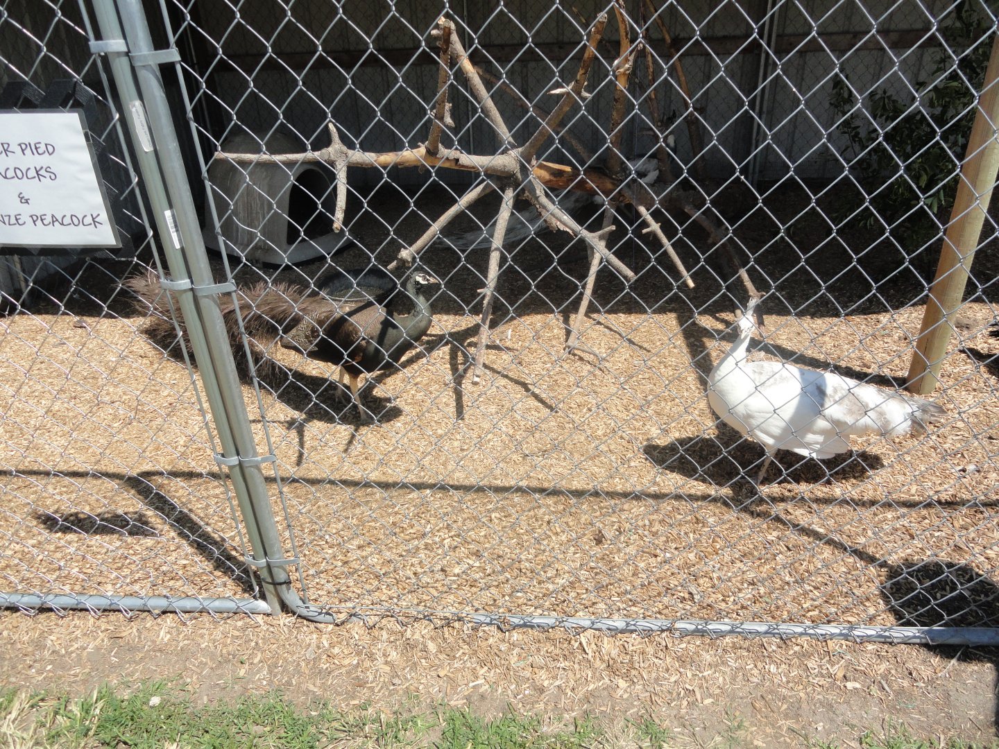 Bronze and Silver Pied Peacock