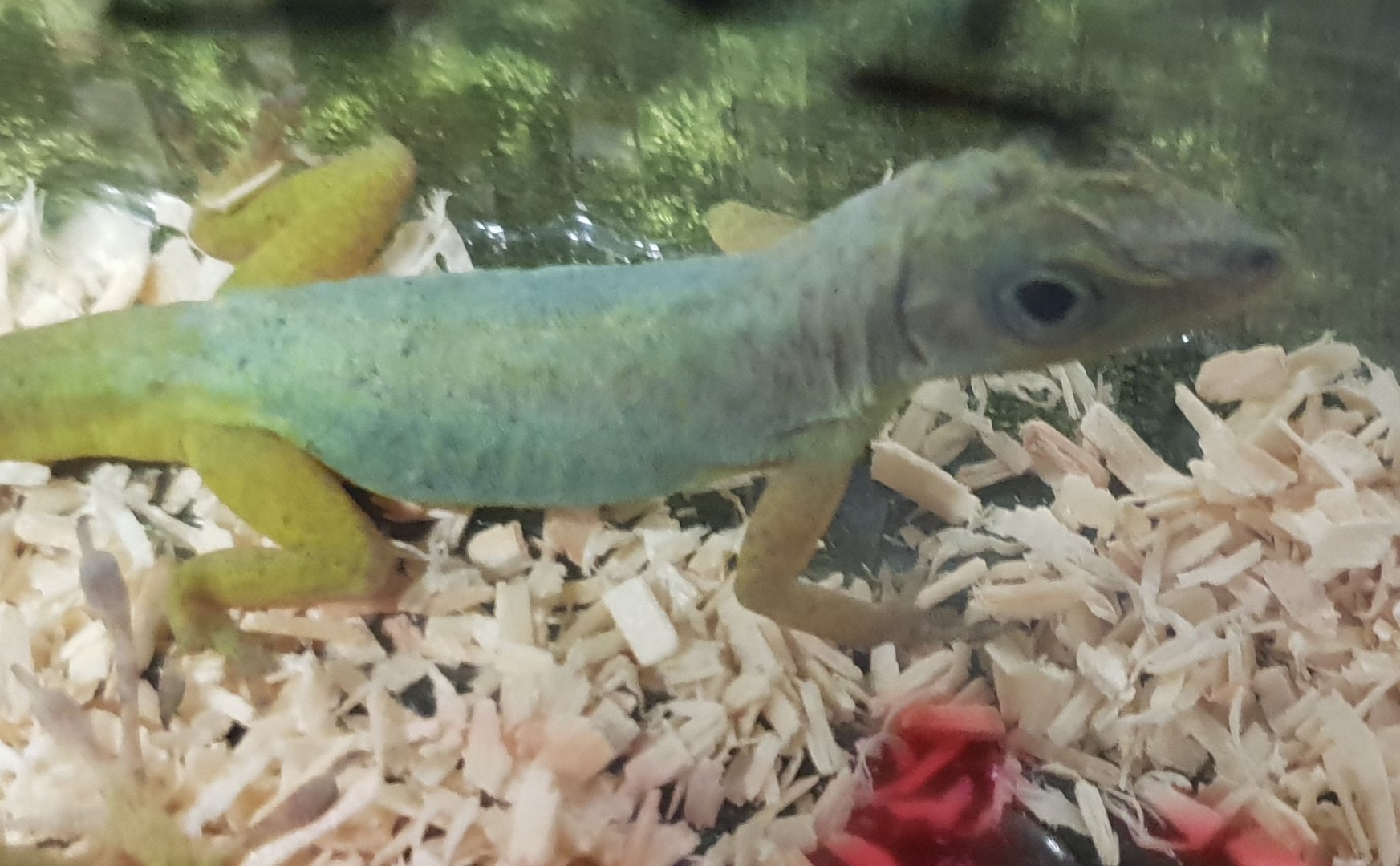 Bronze anole - Anolis aeneus