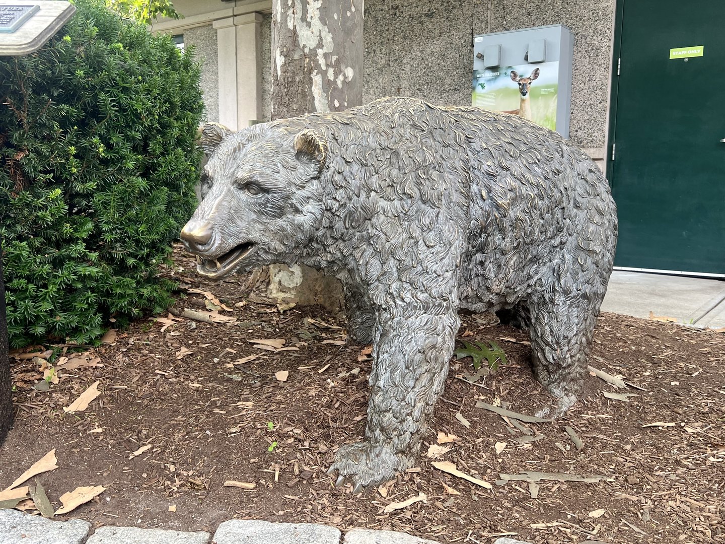 Bronze Bear