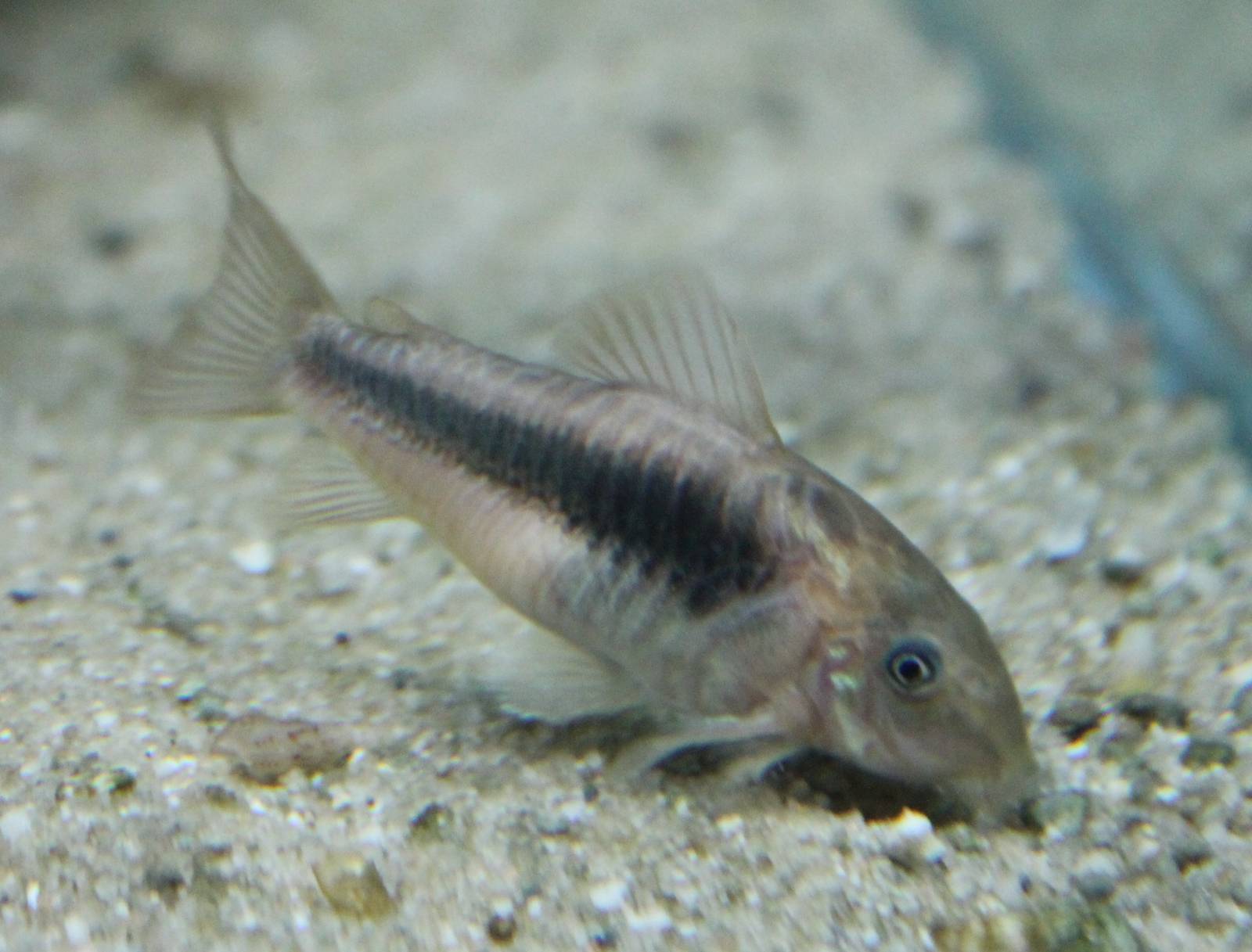 Bronze Corydoras Corydoras aeneus