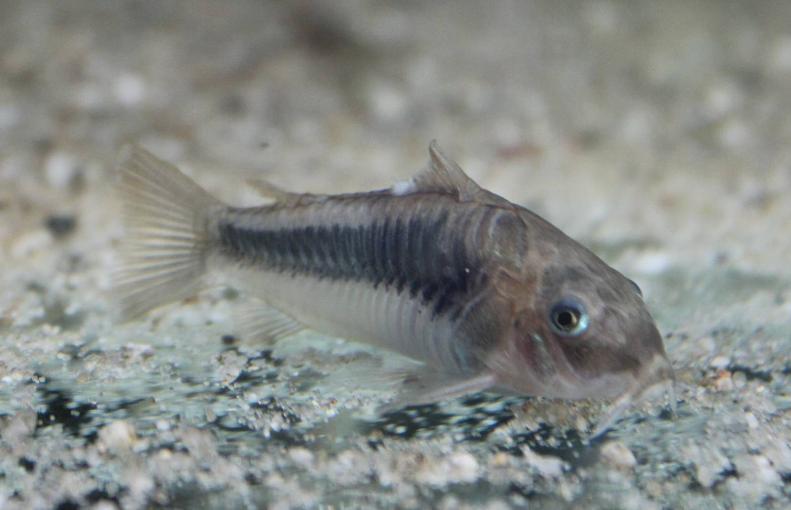 Bronze Corydoras Corydoras aeneus