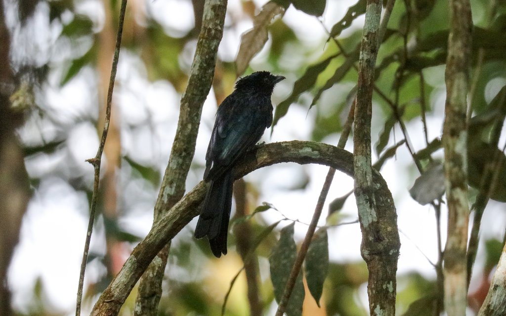 Bronze Drongo