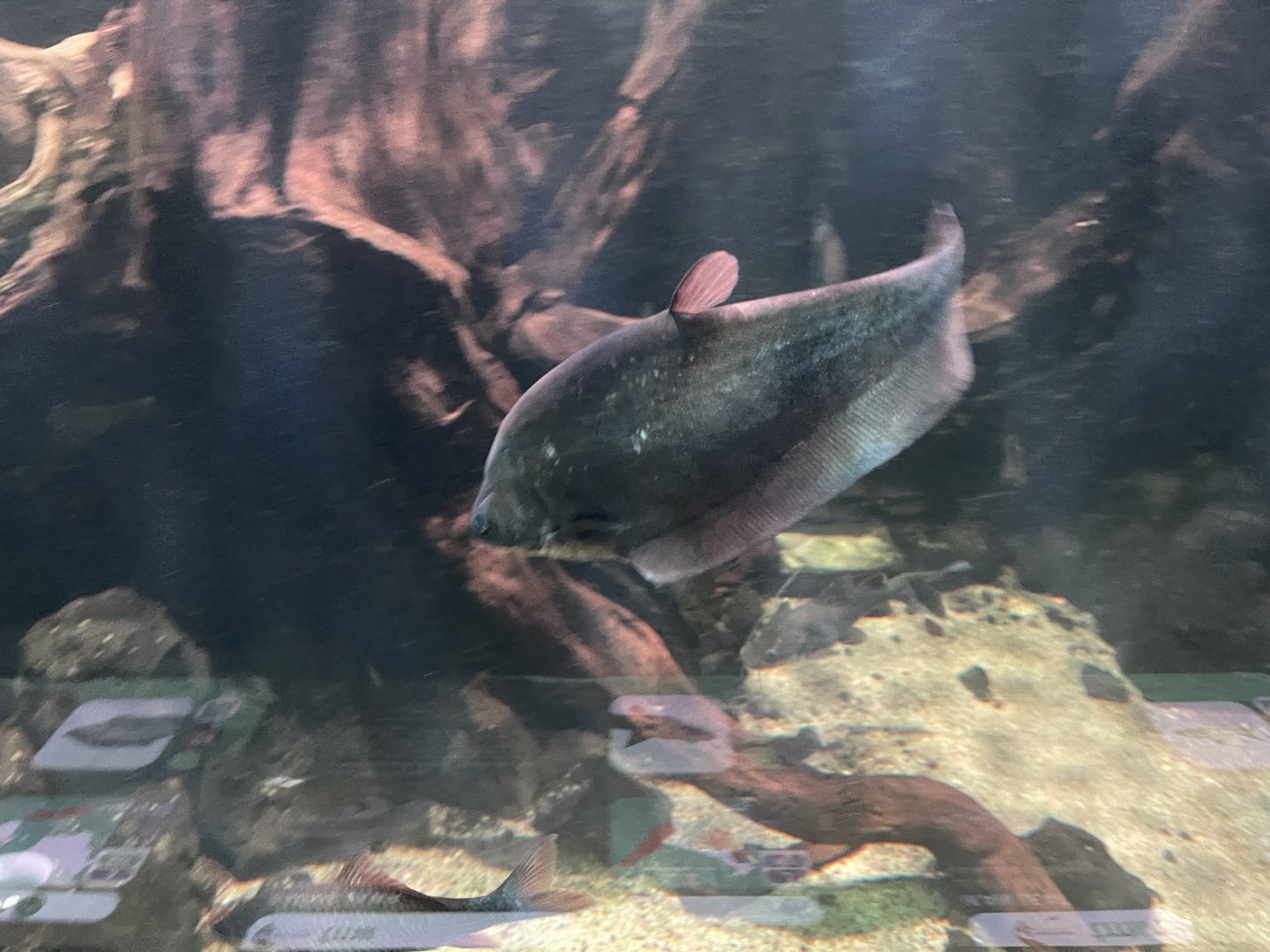 bronze featherback (notopterus notopterus) - dunia air tawar