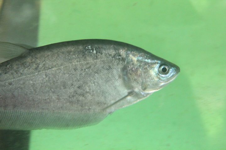 Bronze featherback (Notopterus notopterus)