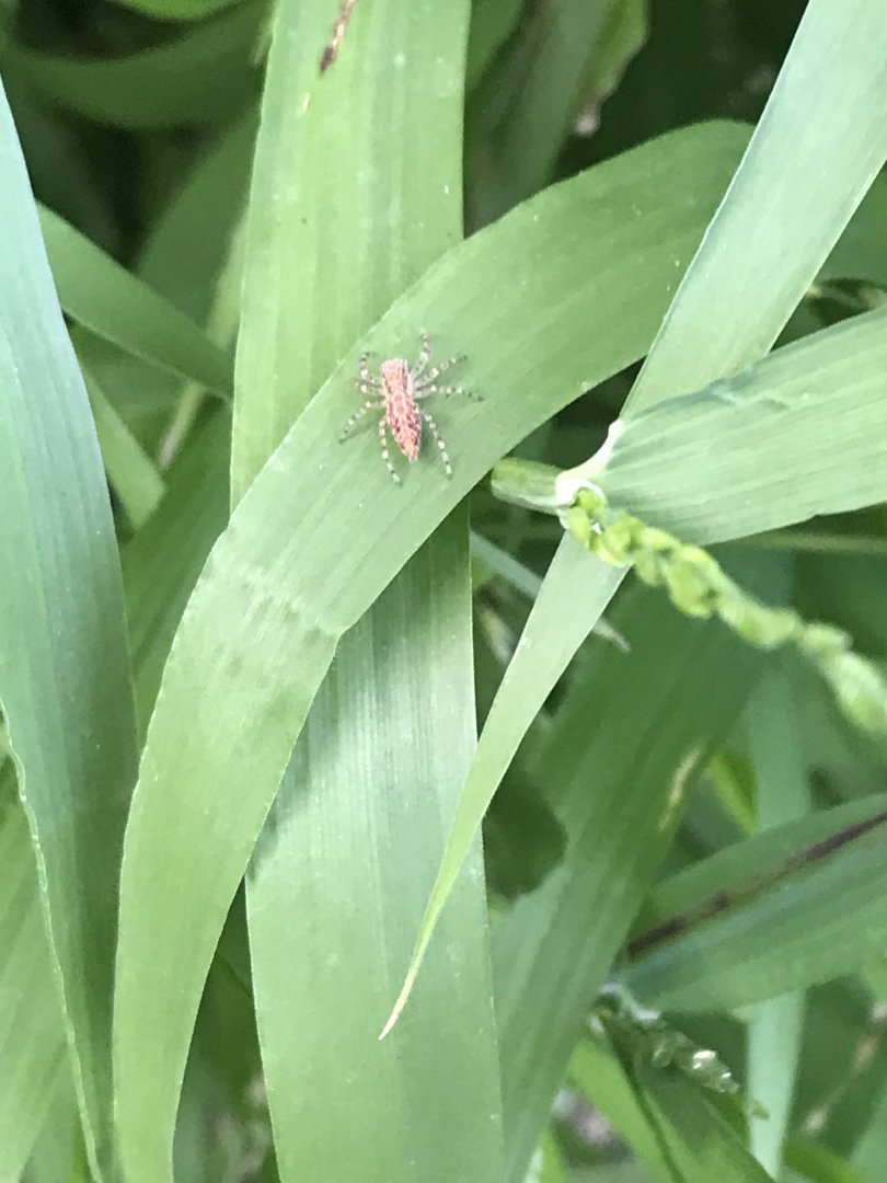 Bronze Jumping Spider (Helips minitabunda)