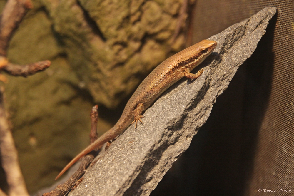 Bronze Mabuya (Eutropis macularia)