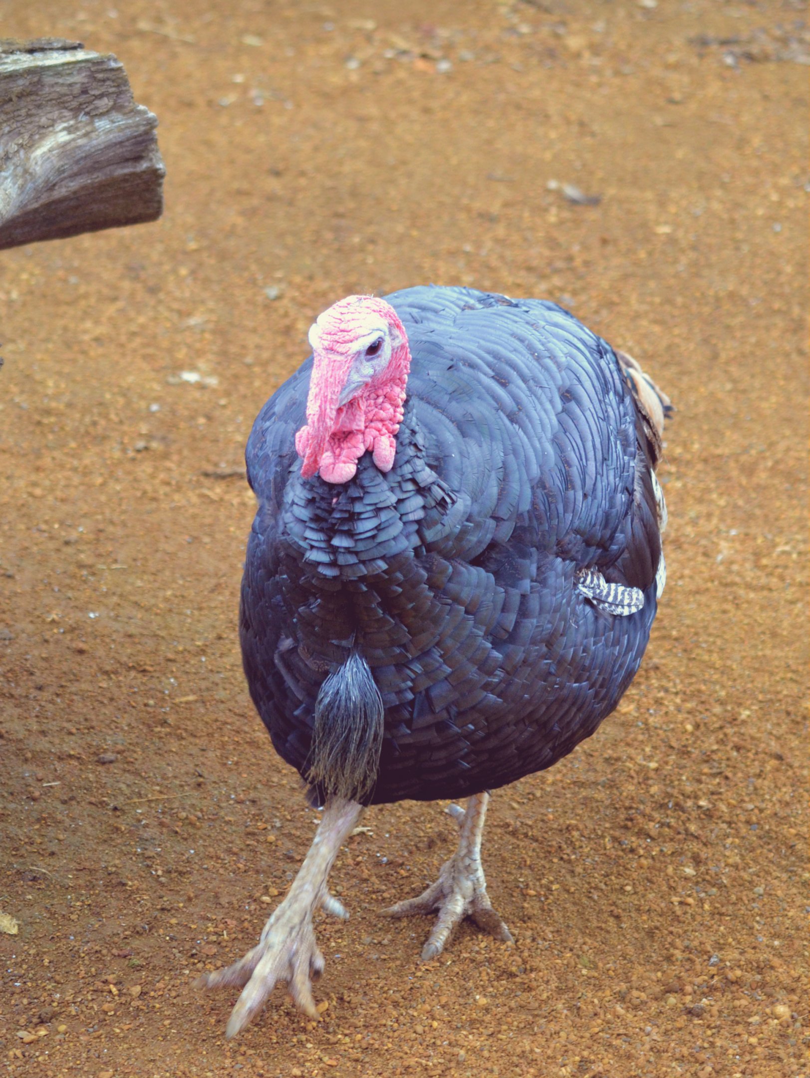 Bronze Male Turkey