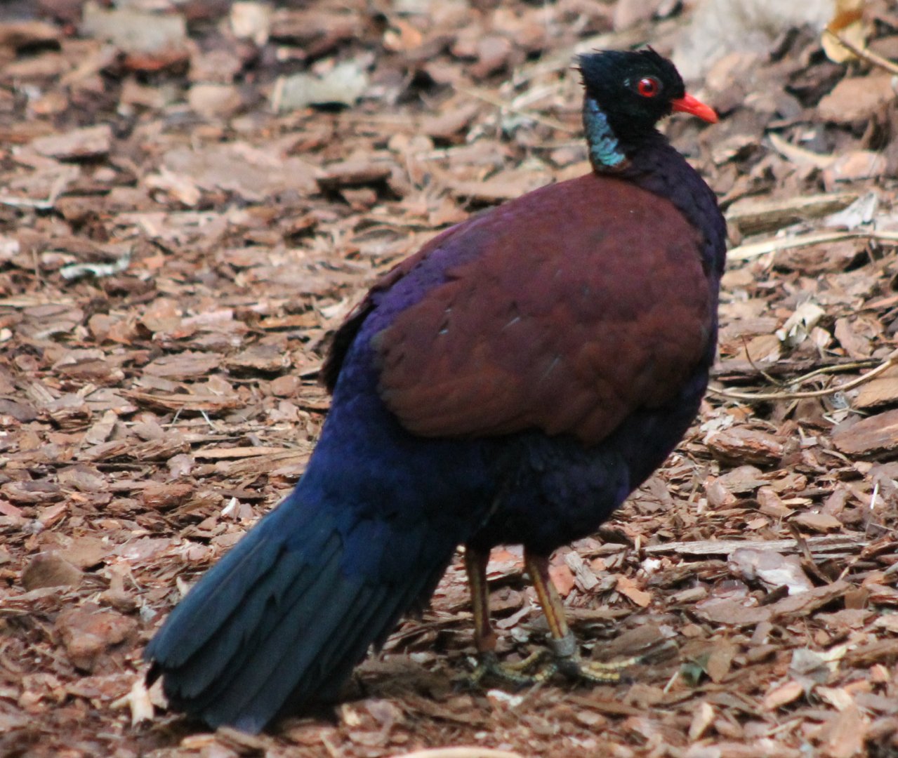 Bronze-naped pheasant-pigeon