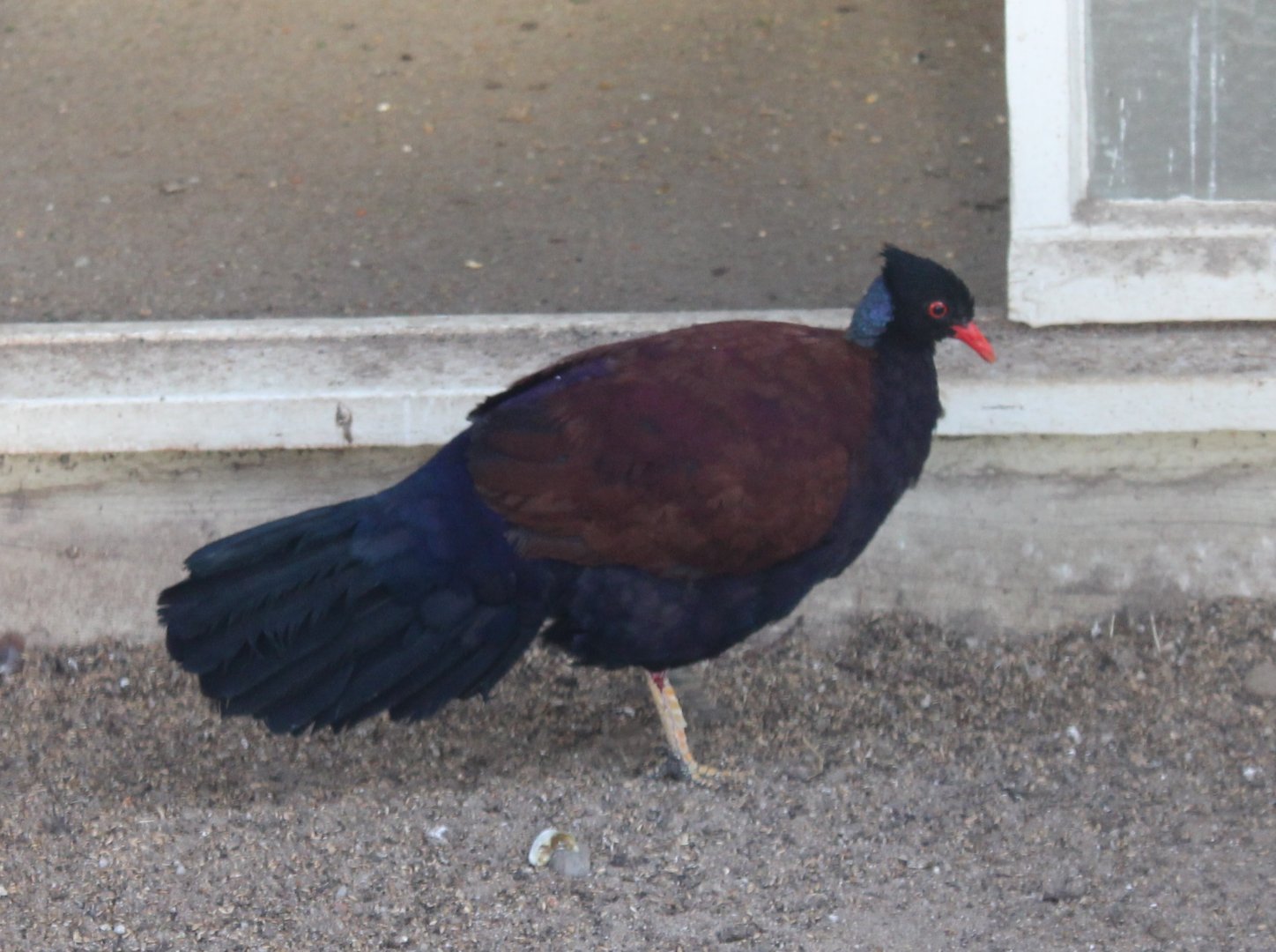 Bronze-naped pheasant-pigeon