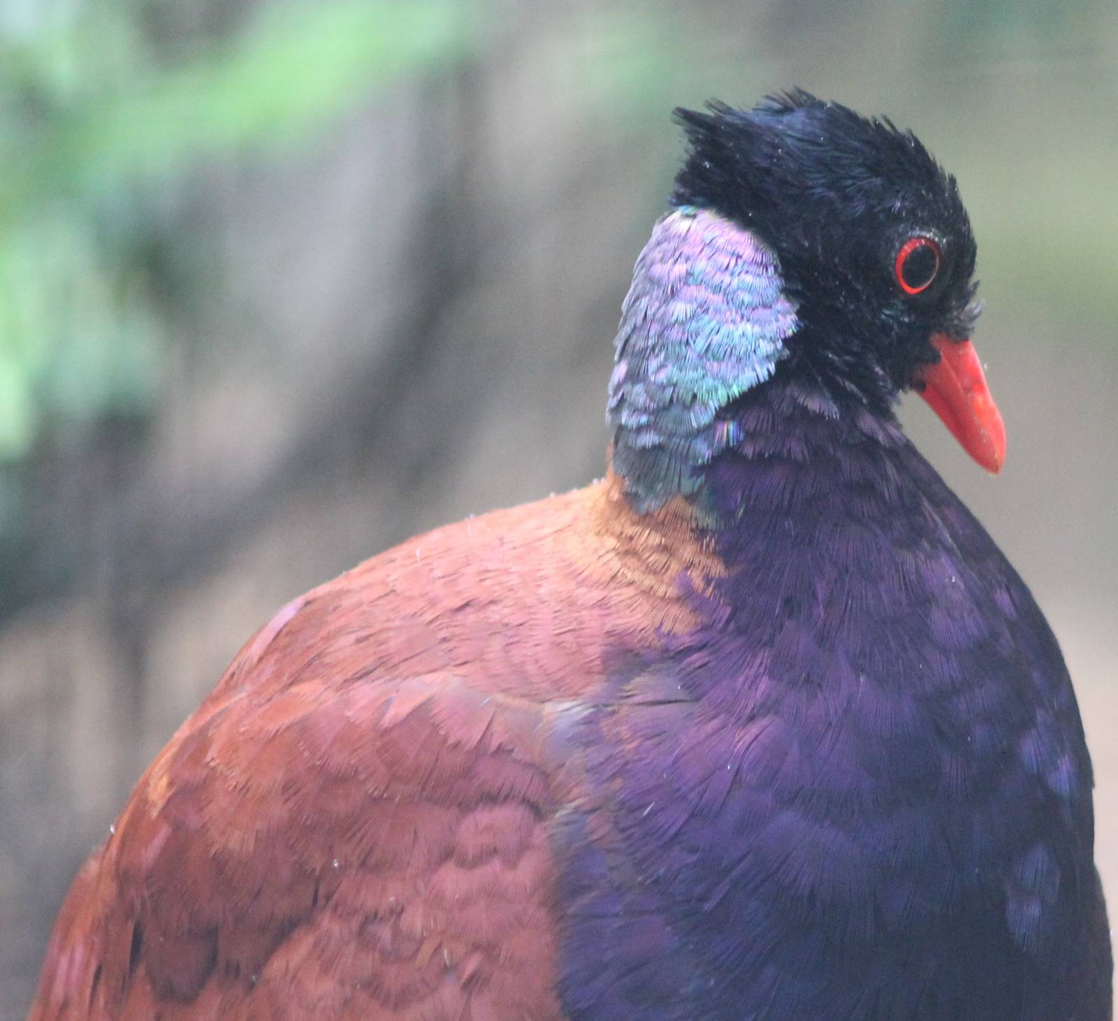 Bronze-necked pheasant pigeon