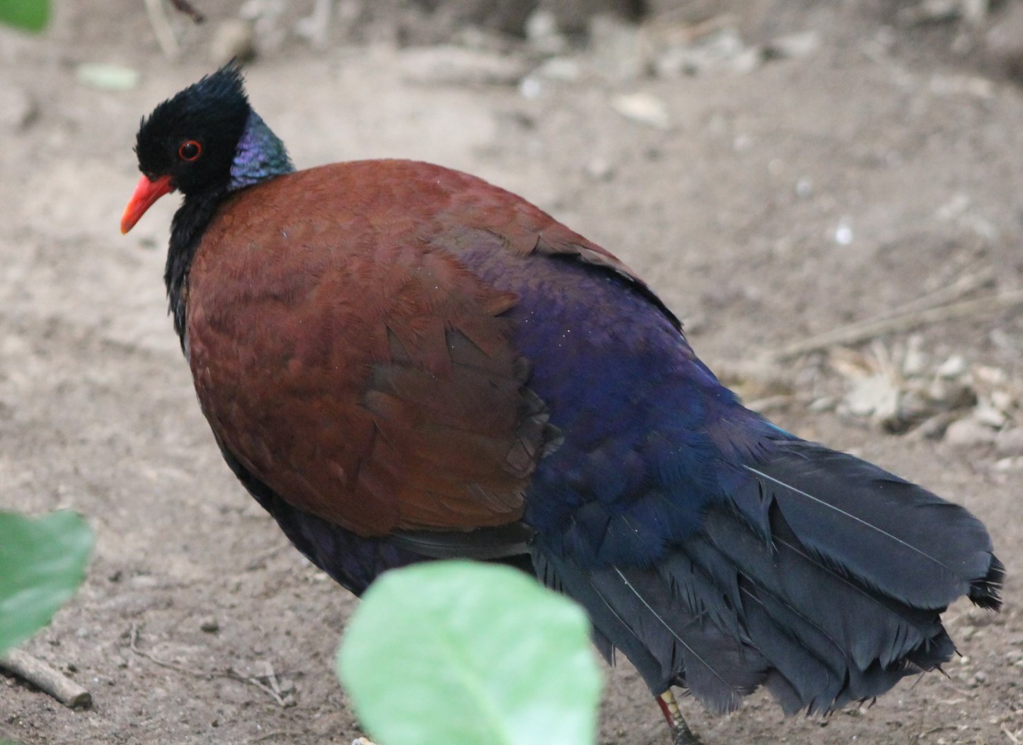 Bronze-necked pheasant-pigeon