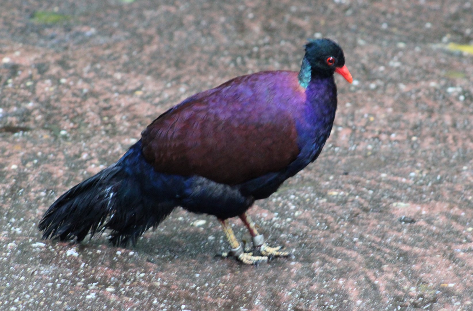 Bronze-necked pheasant-pigeon