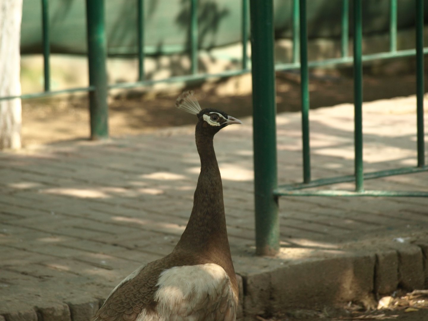 'Bronze' peacock - Lake View Point Bird park 12/7/2018