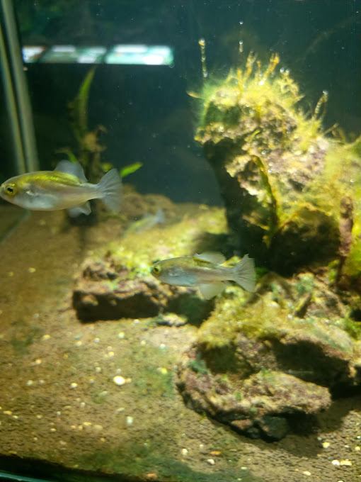 Bronze Puffer (Auriglobus modestus)