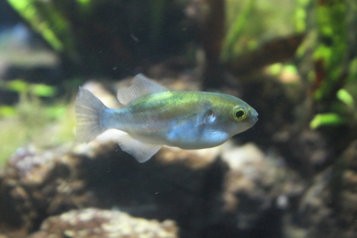 Bronze puffer (Auriglobus modestus)