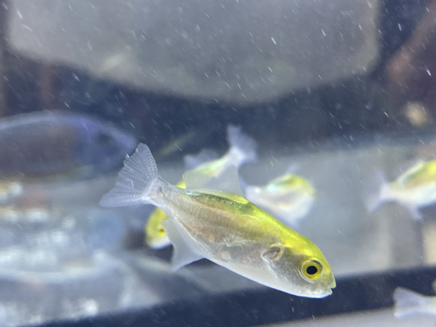 bronze puffer (auriglobus modestus)