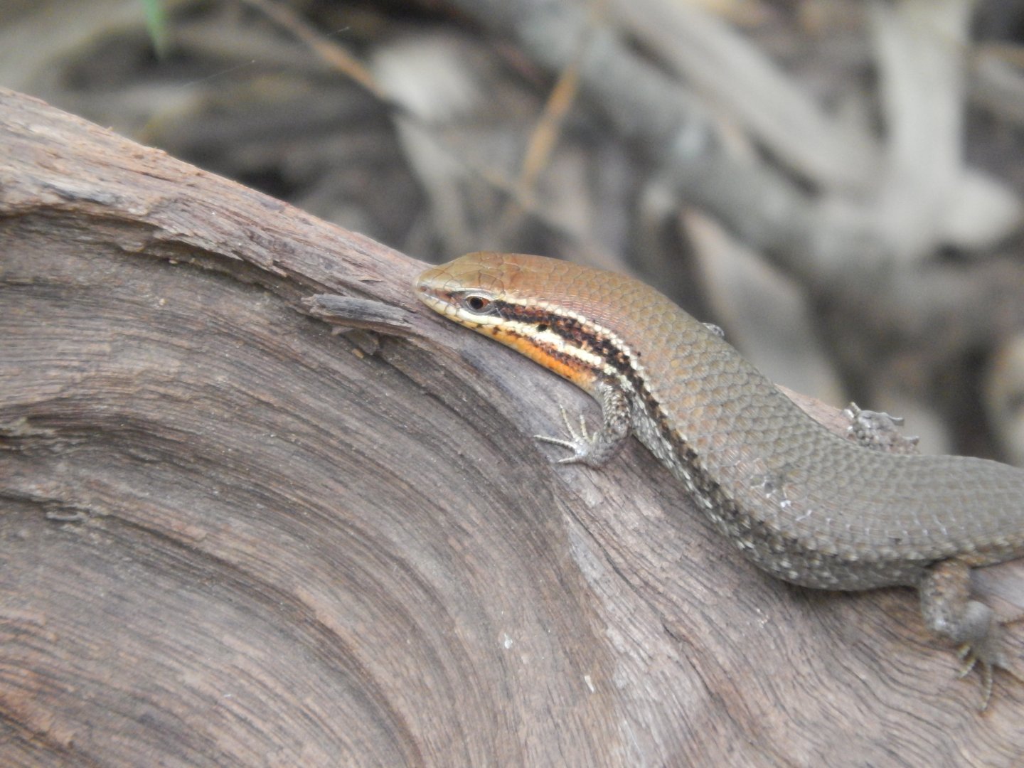 Bronze Skink (Eutropis macularia)
