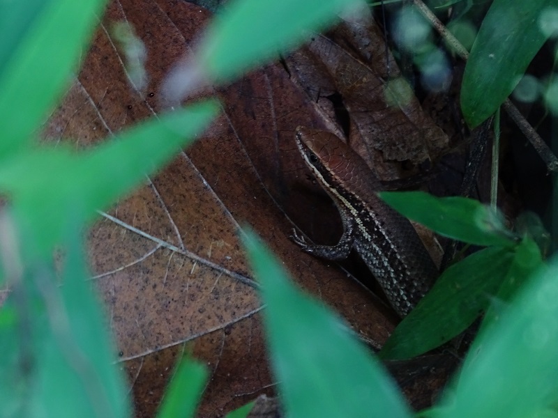 Bronze sun skink (Eutropis macularia)
