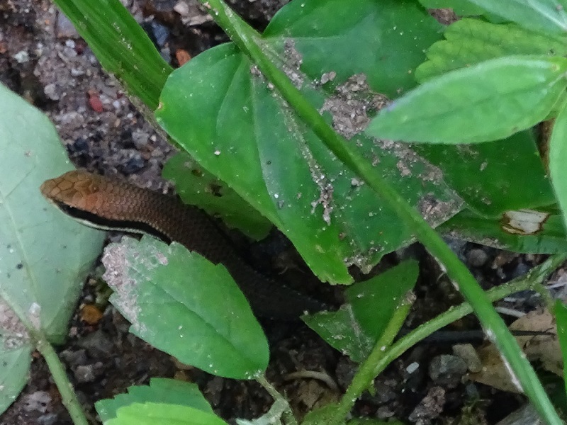Bronze sun skink (Eutropis macularia)