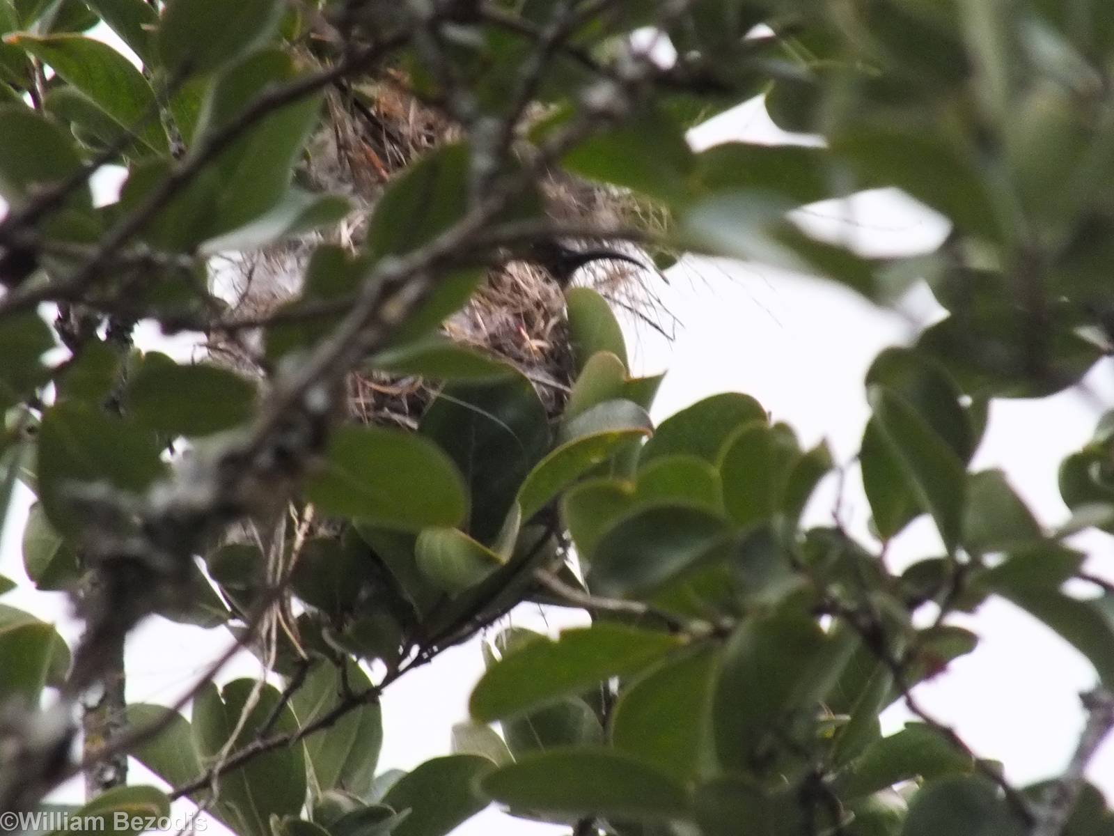 Bronze Sunbird in its Nest