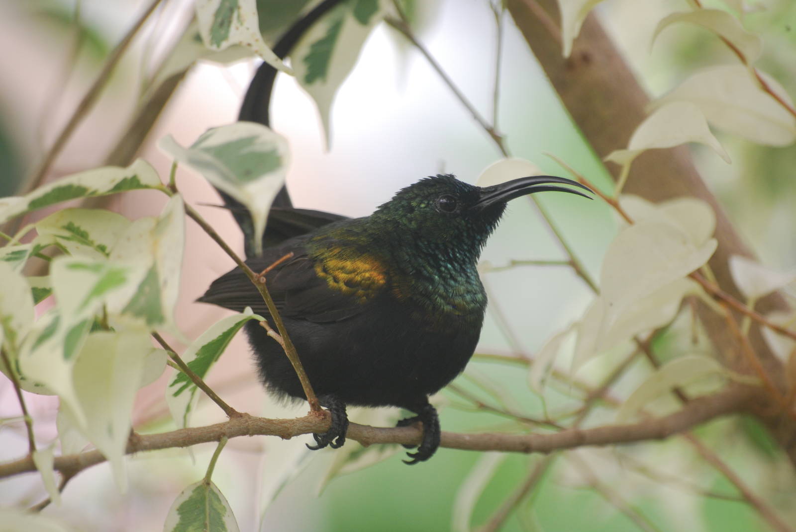 Bronze sunbird