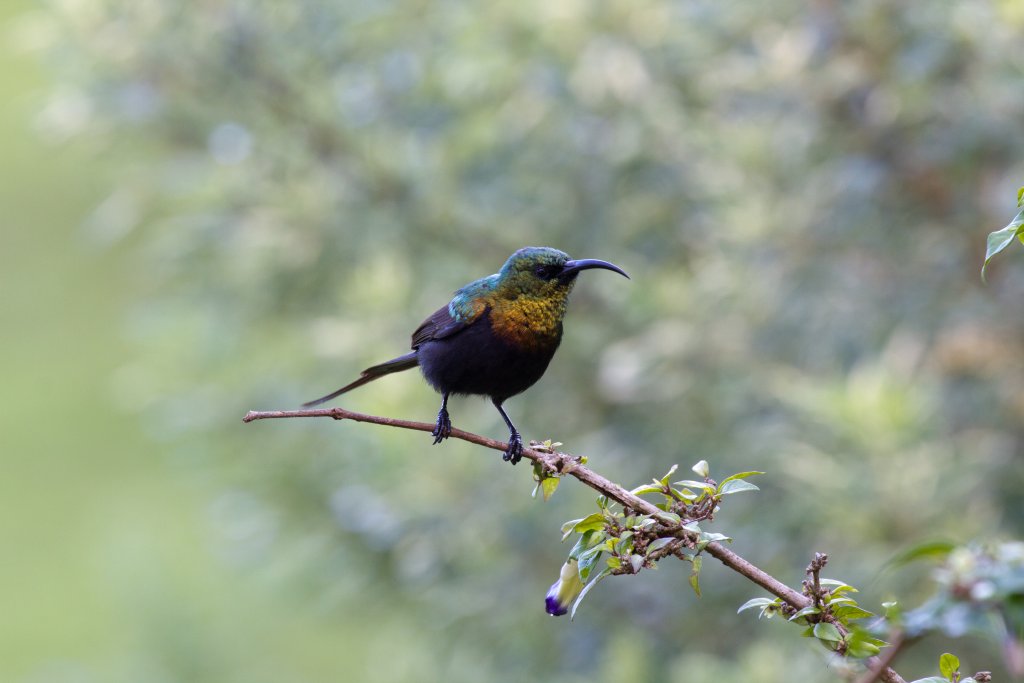 Bronze Sunbird