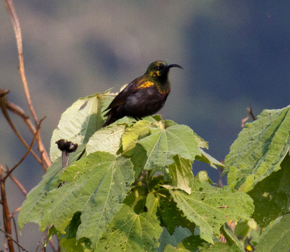 Bronze Sunbird