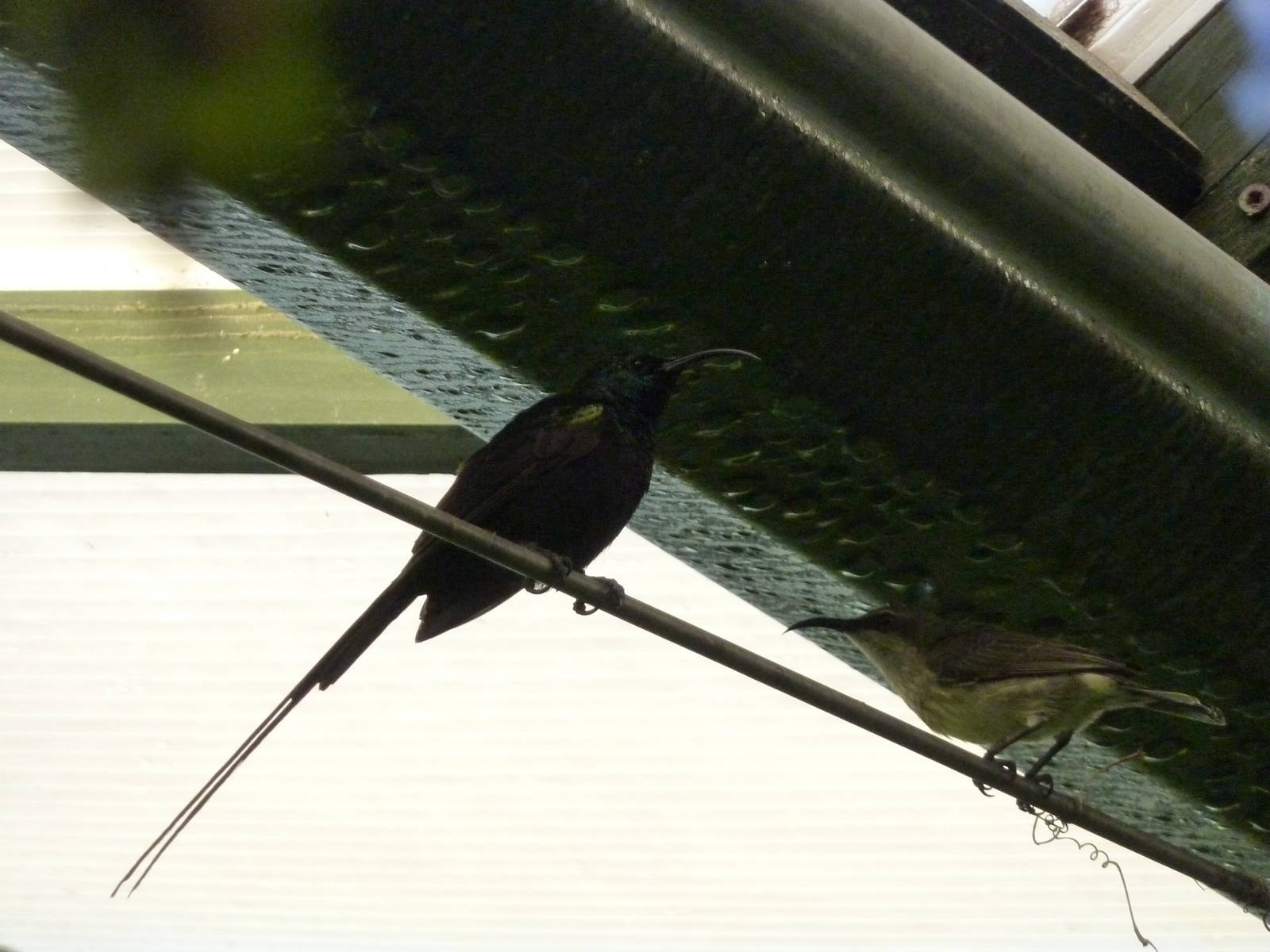 Bronze sunbirds