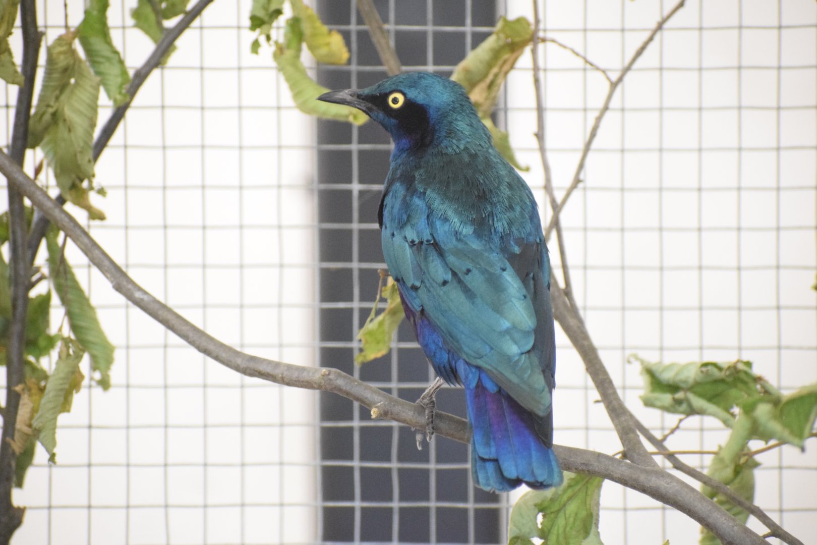 Bronze-tailed glossy starling