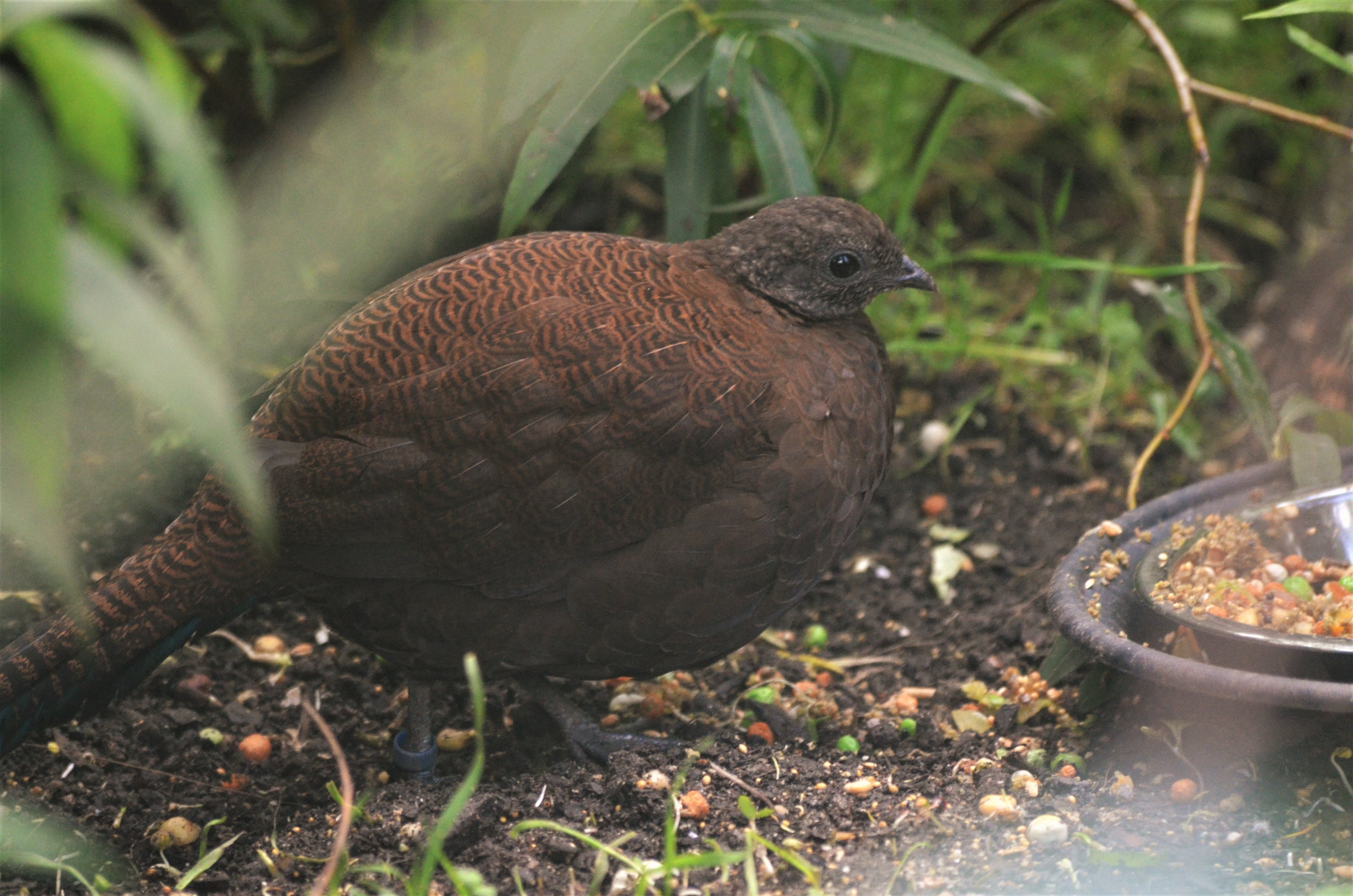 Bronze-tailed Peacock Pheasant at Chester, 30/09/17