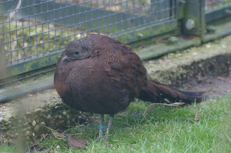 Bronze-tailed Peacock-pheasant at Zoo Berlin(Germany)