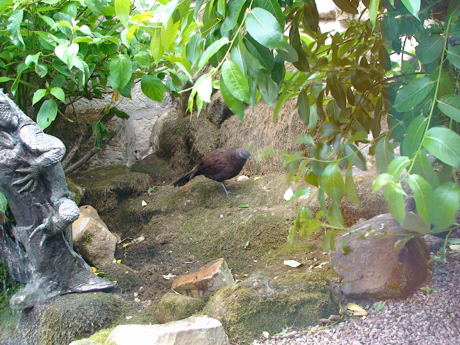 Bronze tailed peacock pheasant aviary