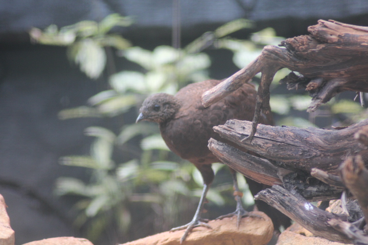 Bronze-tailed peacock-pheasant (Polyplectron chalcurum chalcurum)