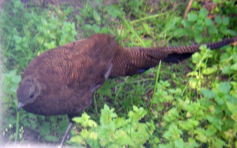 Bronze-tailed Peacock Pheasant (Polyplectron chalcurum)