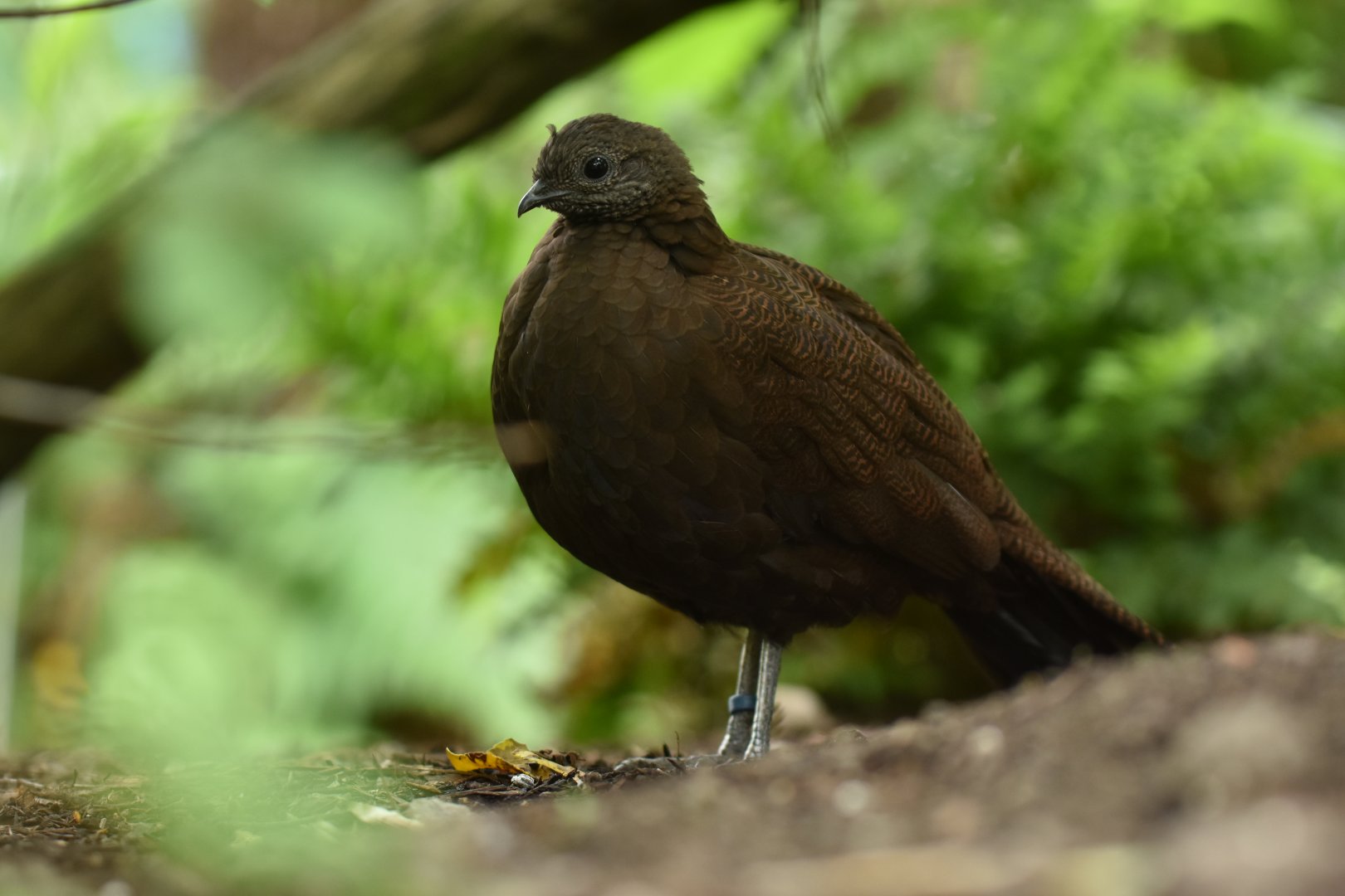 Bronze-tailed Peacock-Pheasant Polyplectron chalcurum