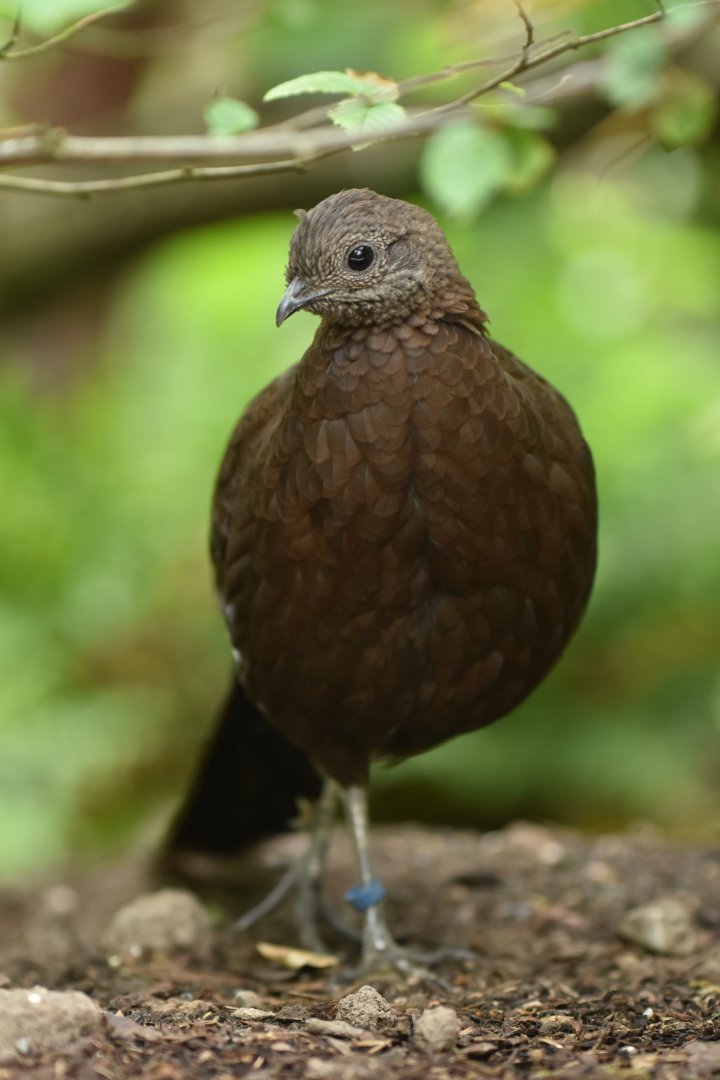 Bronze-tailed Peacock-Pheasant Polyplectron chalcurum