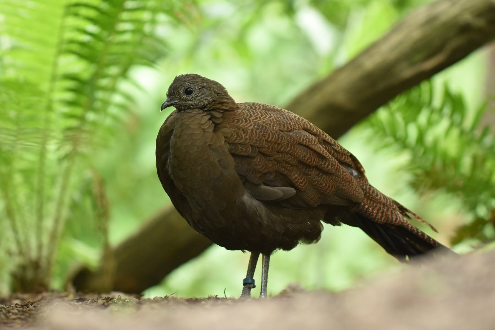 Bronze-tailed Peacock-Pheasant Polyplectron chalcurum