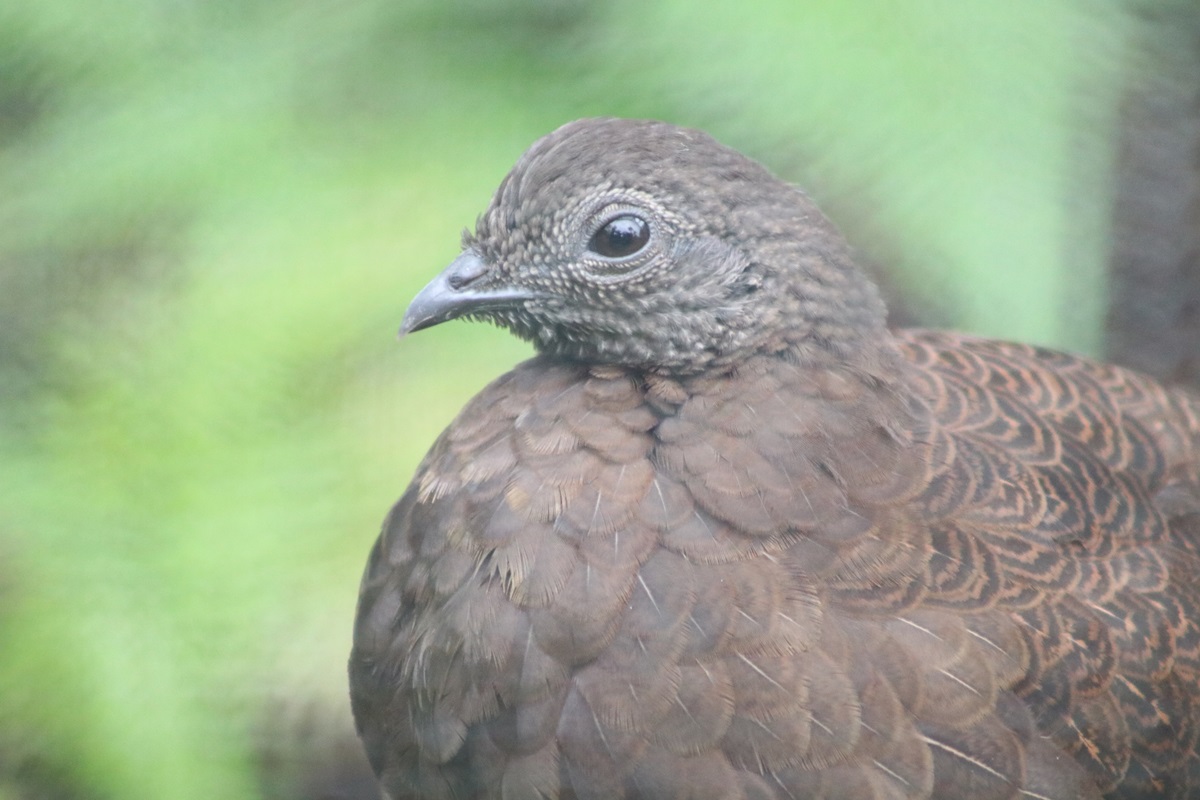 Bronze-tailed Peacock-pheasant (Polyplectron chalcurum)