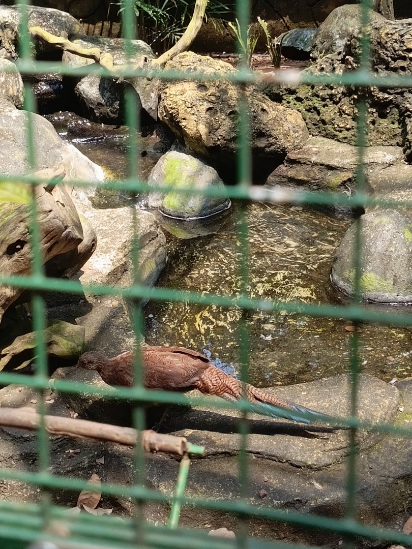 Bronze-tailed Peacock Pheasant (Polyplectron chalcurum)