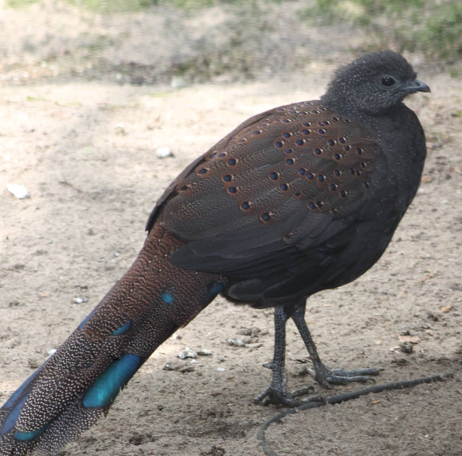 Bronze-tailed peacock-pheasant