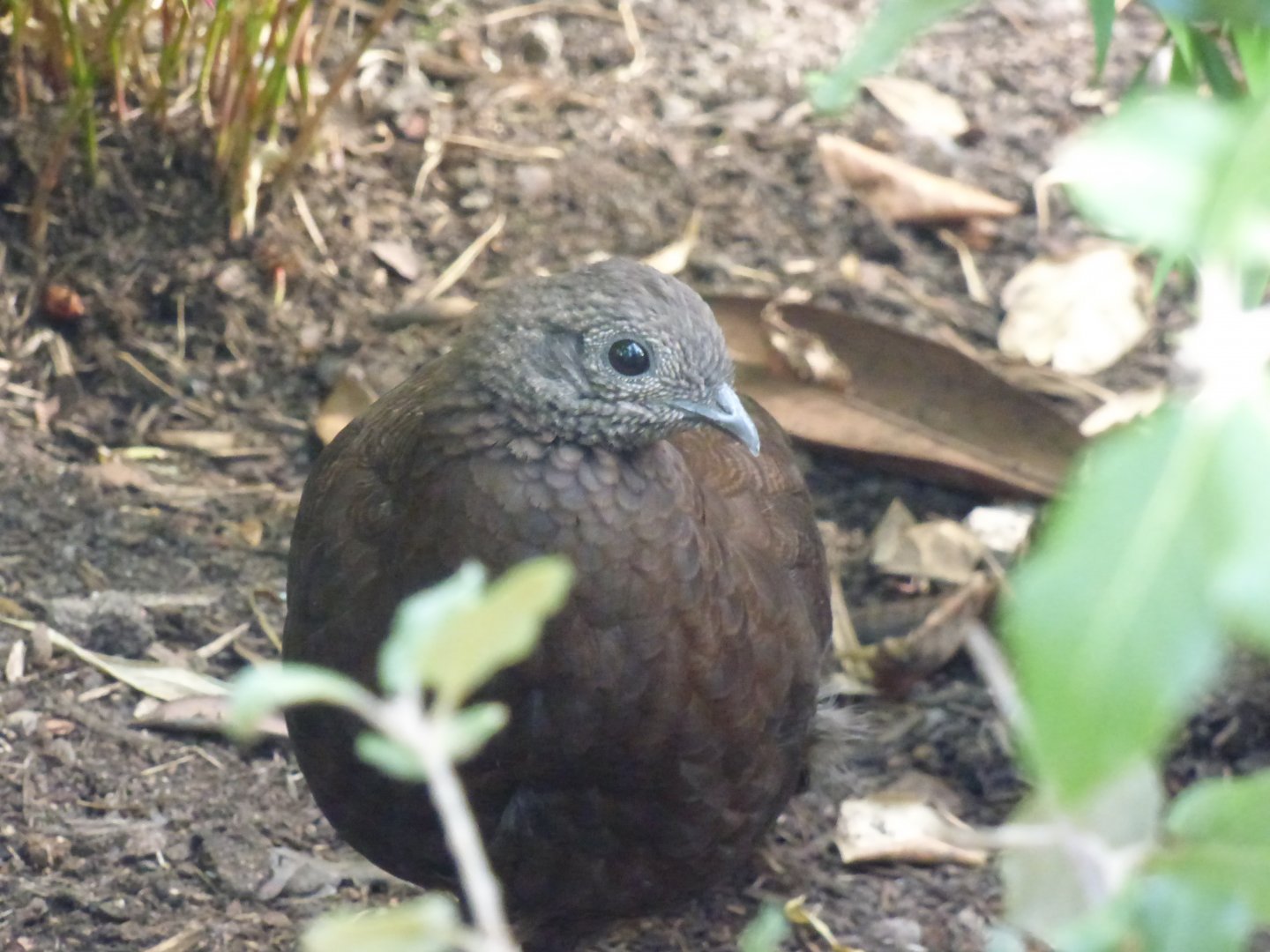 Bronze-tailed Peacock Pheasant