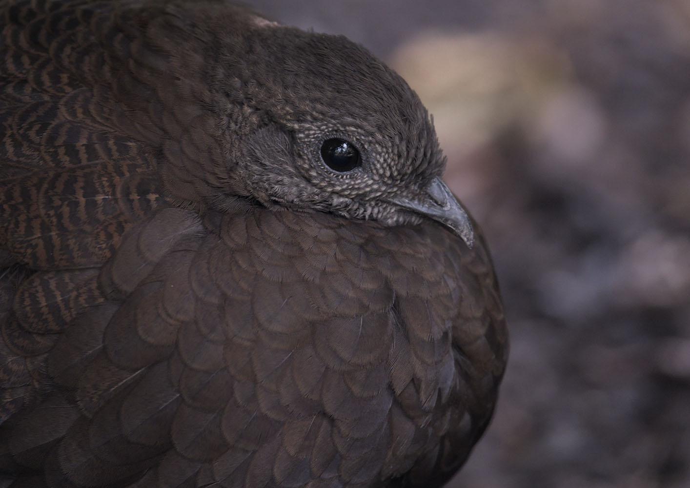 Bronze-tailed peacock-pheasant