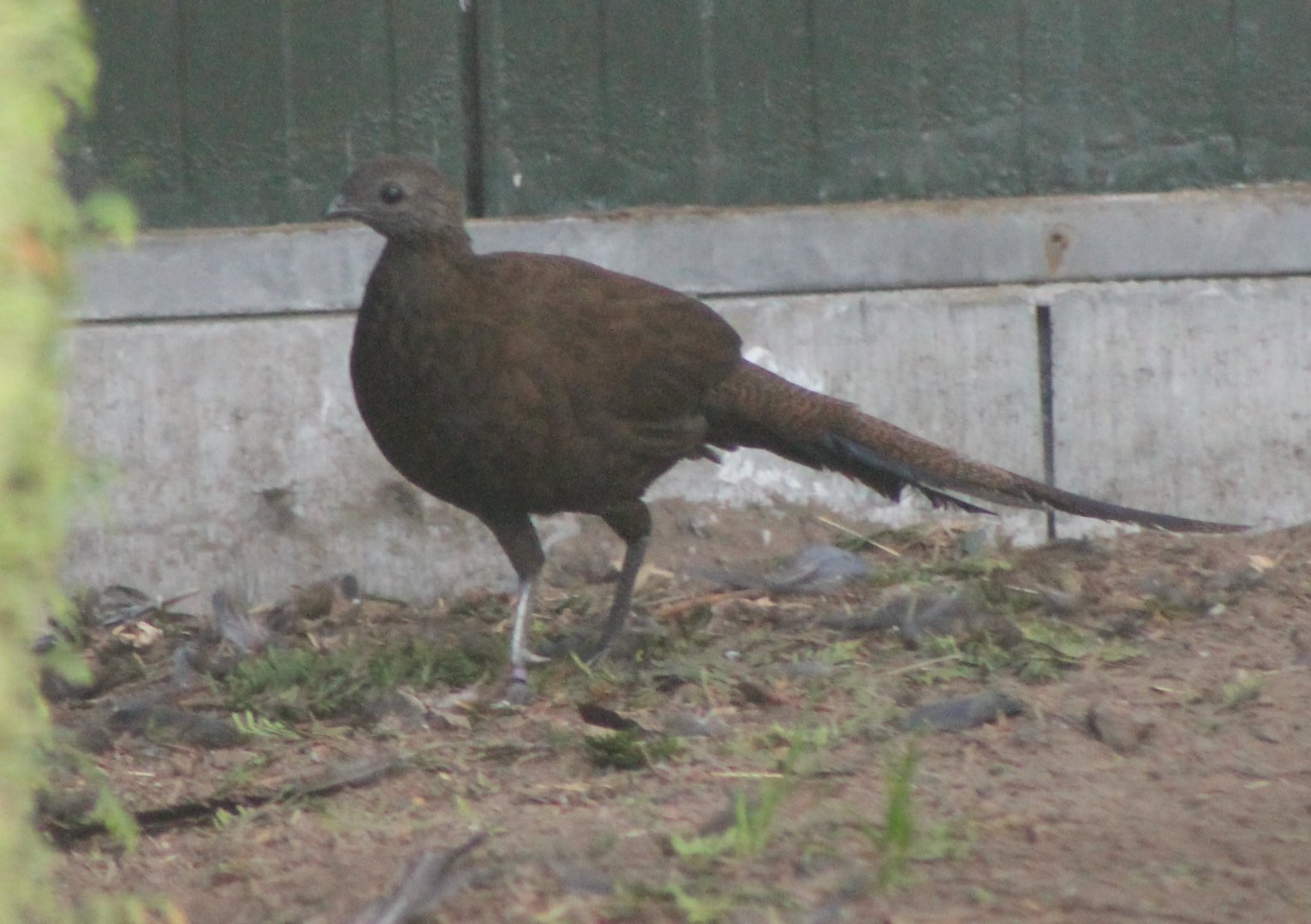 Bronze-tailed peacock-pheasant